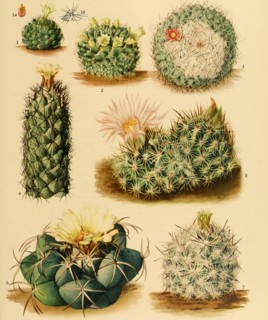 1. Coryphantha Cubensis