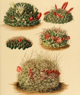 1. Neomammillaria Applanata