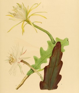 1. Epiphyylum Darrahii