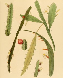 1. Pfeiffera Ianthothele