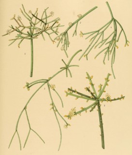 1. Rhipsalis Cribrata