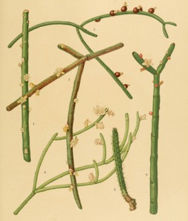Plants