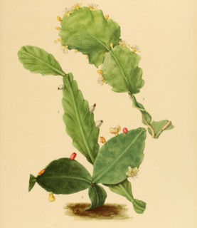 1. Rhipsalis Oblonga