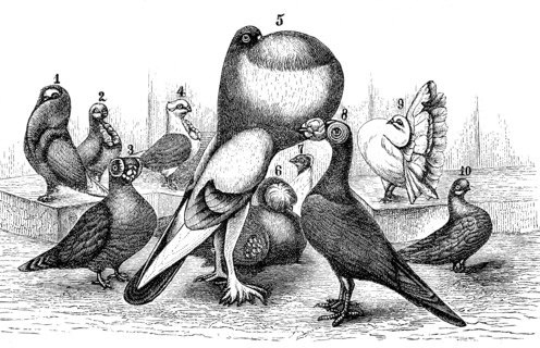 Different Types Of Breeding Pigeon: 1. Wig Pigeon