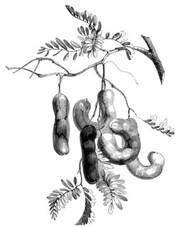 Tamarinds