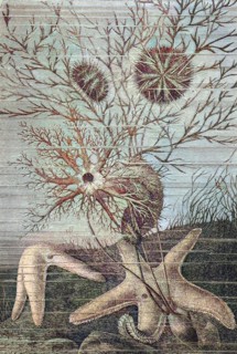 Echinoderm Is The Common Name Given To Any Member Of The Phylum Echinodermata Of Marine Animals