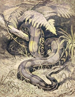The Boa Constrictor