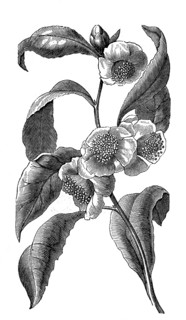 Branch And Blossoms Of Tea