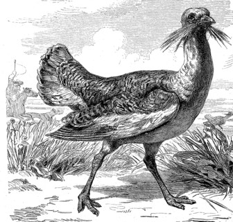 Great Bustard