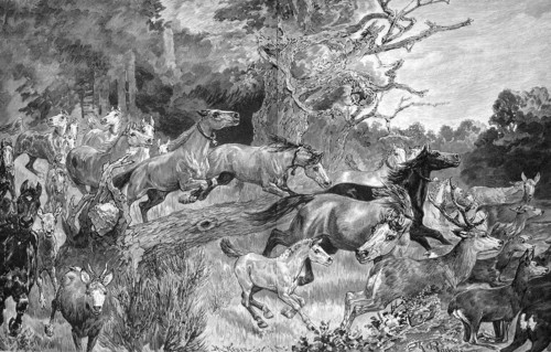 Horse Herd Flees From The Paddock Because Of A Forest Fire