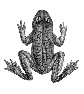 Toad