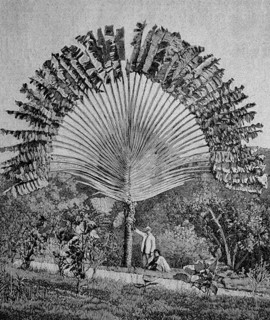 Traveler'S Tree