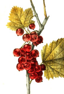 Red Currant