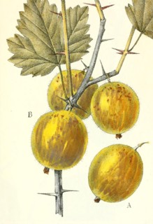 Ribes Uva Crispa L. Hirta