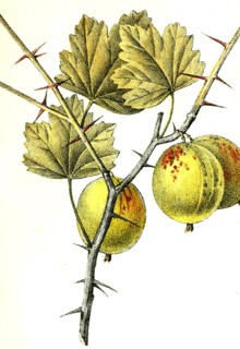 Ribes Uva Crispa L. Discolor