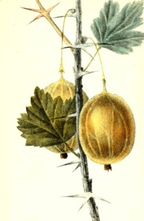 Ribes Uva-Crispa L. Longi Petata