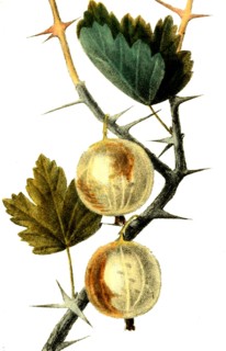 Ribes Uva Crispa L.