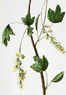 Ribes Pensylvanicum Lam. Currant In Flower / Ribes Pensylvanicum Lam. Blooming Currant