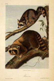 Raccoon, Procyon lotor