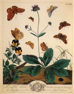 Butterflies and Moths