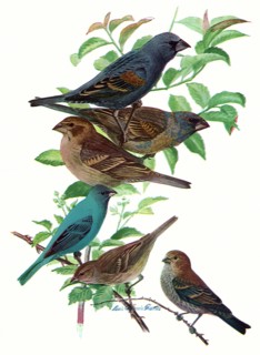 Buntings, Grossbeaks