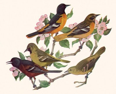 Orioles