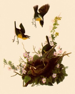 Yellow-Breasted Chat