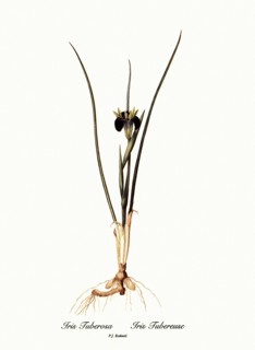 Iris Tuberosa, Iris Tubereuse