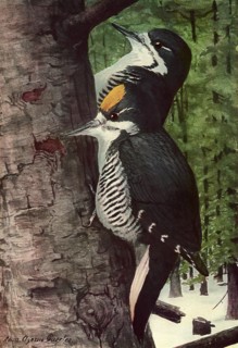 Arctic Woodpeckers