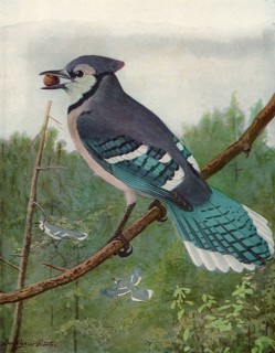 Blue Jay