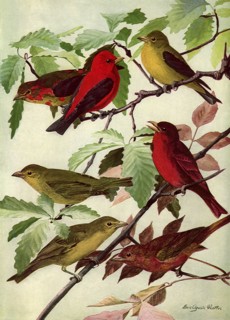 Tanagers