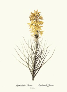 Asphodeles Luteus, Asphodele Jaune
