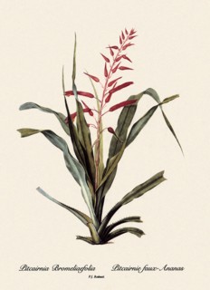 Pitcairnia Bromeliaefolia, Pitcairnie faux-Ananas