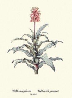 Veltheimiaglauca, Veltheimia glauque