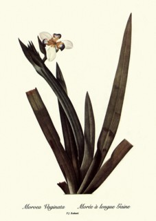 Moroea Vaginata, Morée à longue Gaine