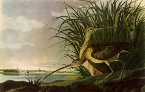 Long-Billed Curlews