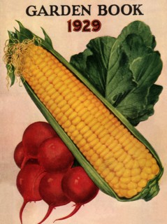 Corn and Radishes