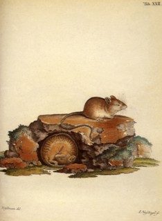 Northern Birch Mouse, Southern Birch Mouse