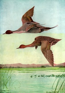 Pintail in Flight