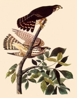 Cedar Waxwings