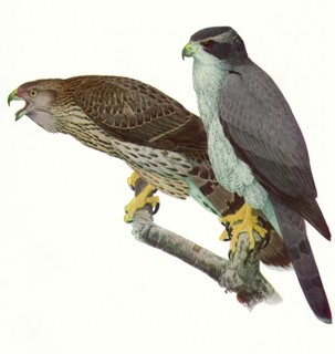Goshawks