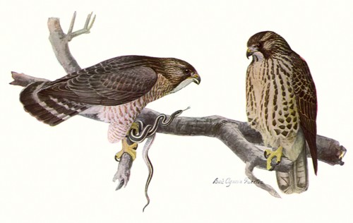 Broad-Winged Hawks