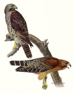 Red-Shouldered Hawks