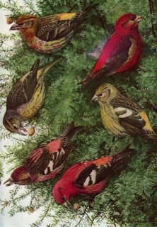 Crossbills Feeding
