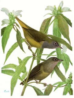 Connecticut Warblers