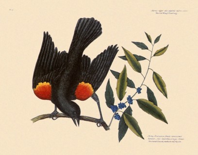 Red-Winged Blackbird, Agelaius phoeniceus