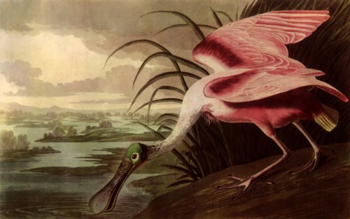 Roseate Spoonbill