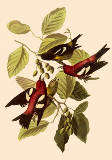 White-Winged Crossbills
