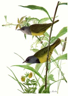 Mourning Warblers