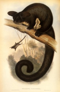 Greater Gliding Possum, Schoinobates volans